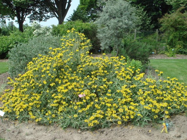 Phlomis fruticosa P22